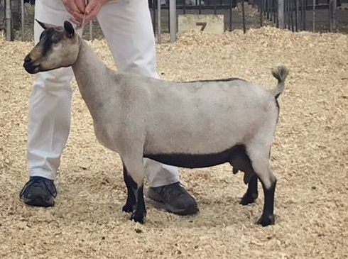 NIgerian dwarf dairy goats for sale in colorado